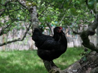 Hen on the apple tree, Killruddery Gardens, County Wicklow